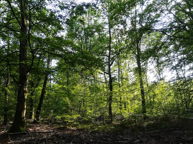 Neshoba County