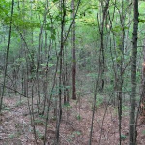 Pleasant Grove Road Leake County