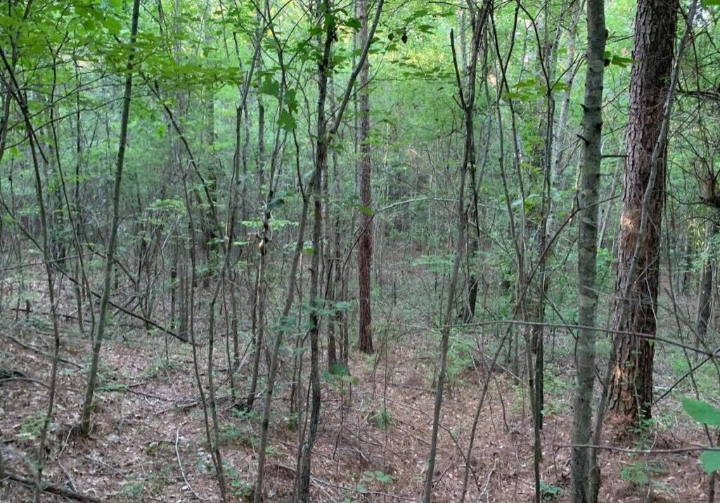 Pleasant Grove Road Leake County 00004